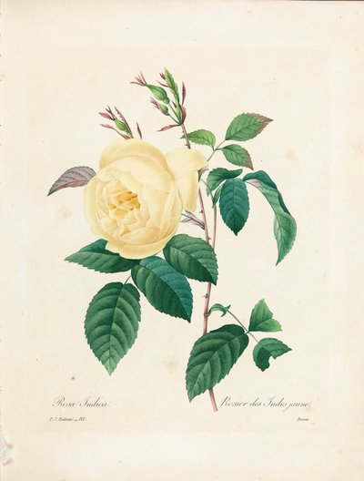 Yellow Rosa Indica, engraved by Bessin, from 